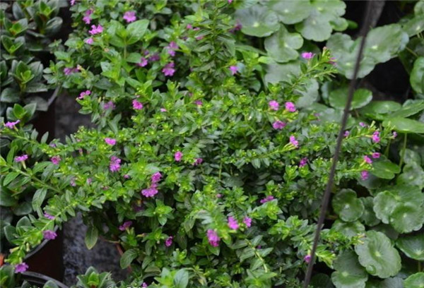 紅花滿(mǎn)天星